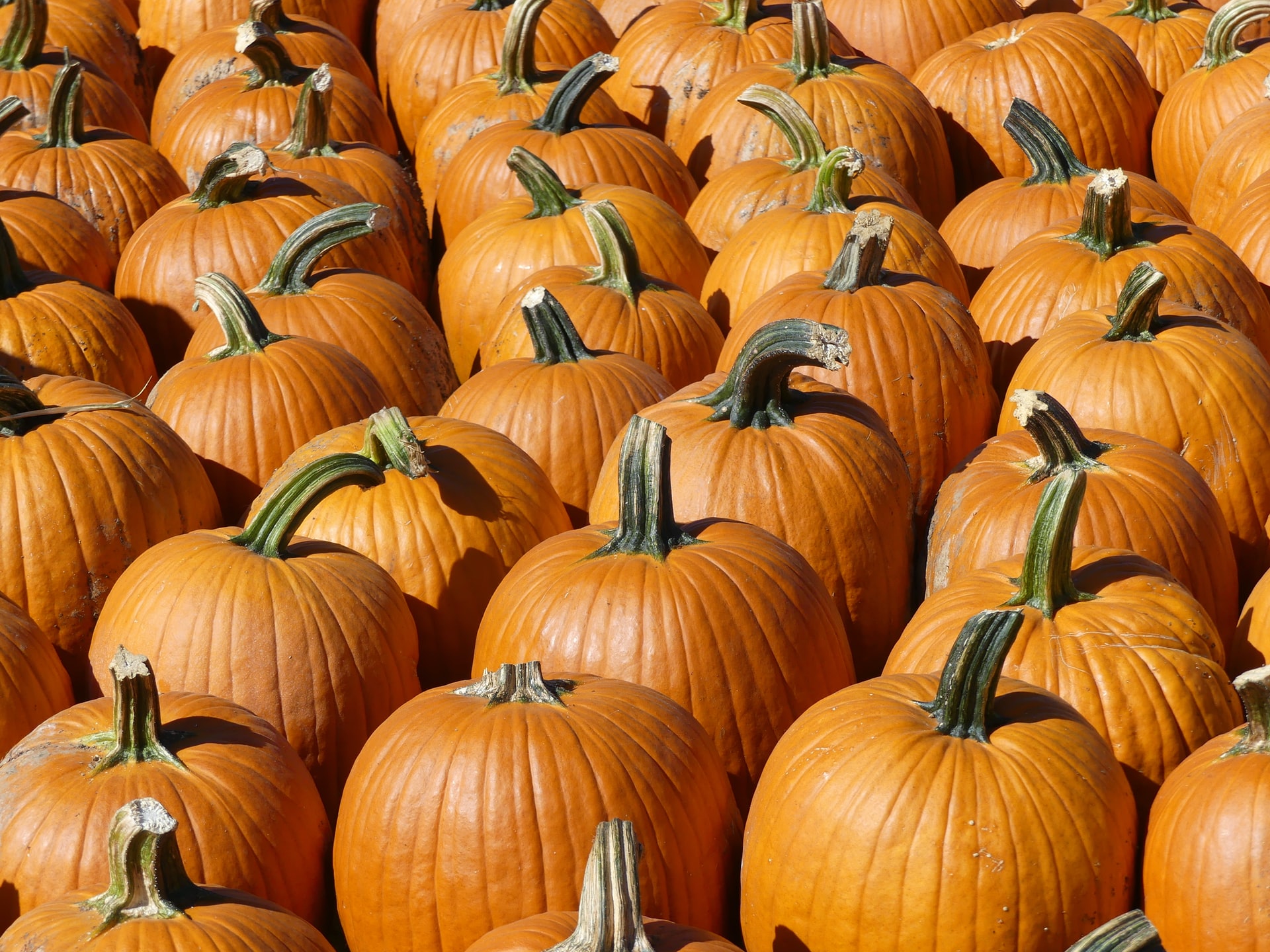 Save the Date for the Boca Raton Pumpkin Patch Festival